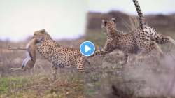 “जेव्हा पोटातील आग डोक्यात जाते…” जंगलातील बिबट्याचा हरणावर क्रूर हल्ला; VIDEO पाहून थरकाप उडेल