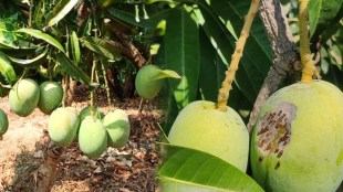 Unseasonal rain in Ratnagiri Alphonso mango damage | Konkan weather update today | Ratnagiri Hapus mango crop loss | Maharashtra unseasonal rain news