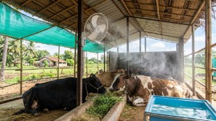 Livestock protection during heatwave in Vasai | Animal Husbandry Department guidelines for cattle | Poultry farming heatstroke precautions Maharashtra | Veterinary care for dairy animals in summer