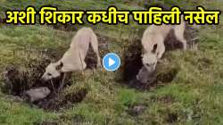 एका सेकंदात खेळ खल्लास… बिळात लपलेल्या सश्याची कुत्र्याने केली शिकार; VIDEO पाहून डोळ्यांवर विश्वास बसणार नाही