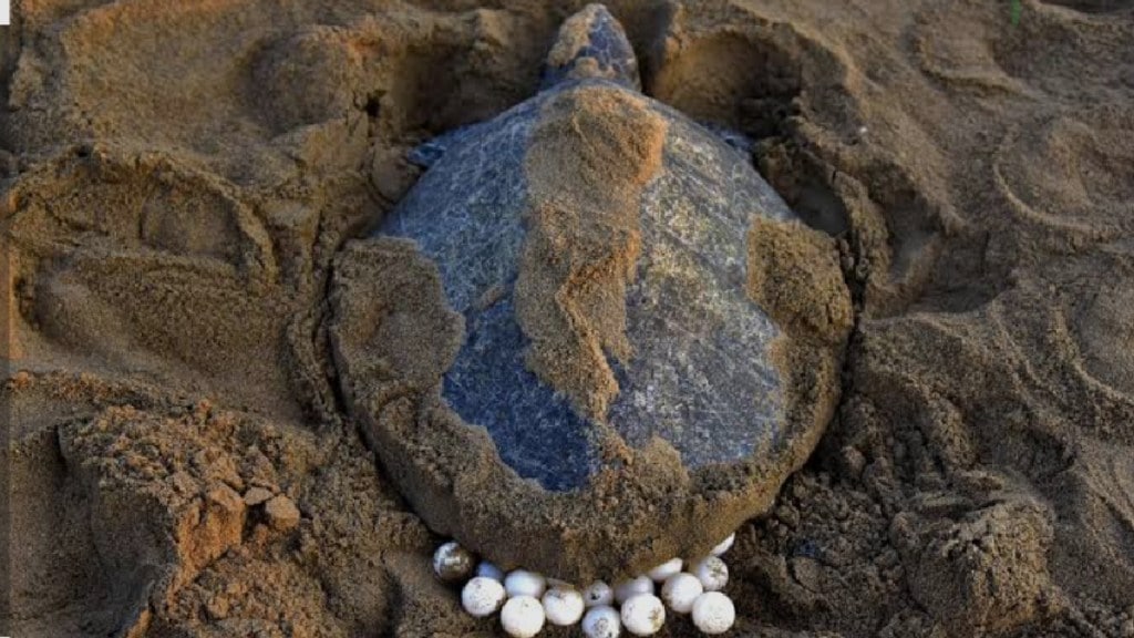Olive Ridley turtle conservation Sindhudurg | Wayangani Beach Turtle Festival 2026 | Mangrove Cell Maharashtra marine life protection | Konkan tourism turtle nesting sites Olive Ridley turtle conservation Sindhudurg | Wayangani Beach Turtle Festival 2026 | Mangrove Cell Maharashtra marine life protection | Konkan tourism turtle nesting sites