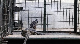 Crocodile rescued from Mulund Nirmal Lifestyle | Mumbai Forest Department wildlife rescue | Wildlife Welfare Association Mumbai | Baby crocodile found in Mumbai drain