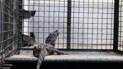 मुलूंडमधील नाल्यातून मगरीला वाचविण्यास यश