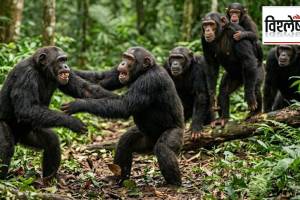 Chimpanzee War Uganda