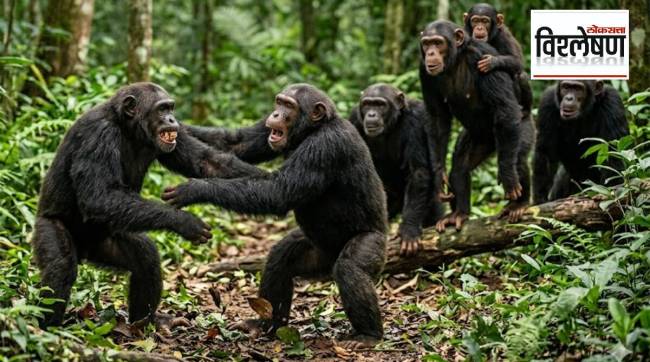 Chimpanzee War Uganda