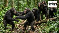 Chimpanzee War Uganda : युगांडामध्ये चिंपांझींच्या दोन समूहांत रक्तरंजित संघर्ष का सुरू आहे? आतापर्यंत २४ चिंपांझींचा बळी, कारण काय?