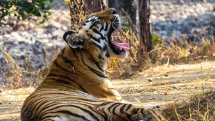 Bor Wildlife Sanctuary Wardha spotted deer video | Tiger sighting in Bor Tiger Reserve | Monkey and deer friendship in wild | Wildlife alarm call mechanism Maharashtra