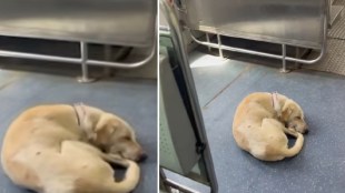 Dog inside Mumbai Virar AC local train | Western Railway passenger safety concerns | Viral video of dog in AC local | Mumbai local train security lapse keywords