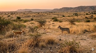 Indian Grey Wolf conservation Dhule Maharashtra | Golden Earth Biopreserve Foundation MoU | Grassland ecosystem restoration Dhule | Wildlife conservation and stray dog hybridization prevention Maharashtra