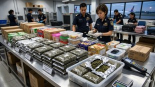 Pune Customs seized hydroponic ganja from Thailand | Drugs smuggling racket busted at Pune Airport | Hydroponic weed price in India Pune Police action | Anti-Narcotics Cell Pune operations against drug peddlers