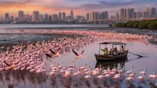 Flamingos in Navi Mumbai creek Airoli Ghansoli | Pink birds in Thane Creek Flamingo Sanctuary | Flamingo migration Navi Mumbai 2024 | Bird watching at Airoli and Vashi creek