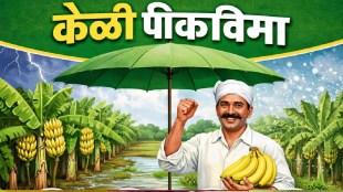 Nanded banana crop insurance credit dispute | MLA Shreejaya Chavan vs Farmer representatives | Collector Rahul Kardile role in crop insurance | Bard village banana farmers compensation news