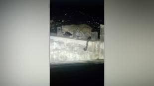 Leopard spotted in Matheran Ghat section | Viral video of leopard in Matheran Raigad | Maharashtra wildlife sightings news | Matheran hill station leopard alert