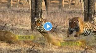 tiger attack on boar jungle
