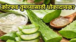 तुम्हीदेखील कोरफड सतत वापरताय? पण, ‘या’ लोकांसाठी ठरू शकते घातक