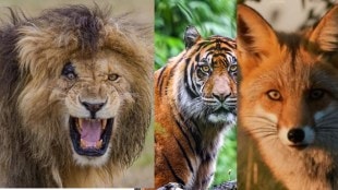 Raneechee Baag Byculla Zoo animals meat supply | Tiger leopard hyena fox meat feed Mumbai | Veermata Jijabai Bhosale Udyan Zoo daily animal feed cost Mumbai Corporation | बायकुला प्राणिसंग्रहालय, मुंबई
