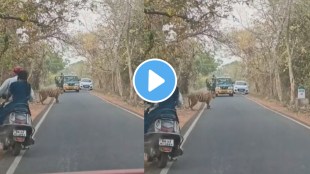 Choti Madhu Tiger Tadoba Viral Video | Nagpur Chandrapur Road Tiger Sighting | Tadoba Andhari Tiger Reserve News | Wild Animal Encounter Maharashtra
