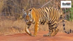 महाराष्ट्र, मध्य प्रदेशात मोठ्या संख्येने वाघ मृत्युमुखी का पडत आहेत? संवर्धनात त्रुटी?