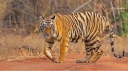मध्य भारतात वाघांच्या मृत्यूसत्राने चिंता
