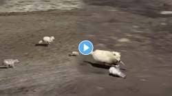 त्याचं मरण विधीलिखित होतं… लांडग्यांनी केली सश्याची शिकार; VIDEO पाहून उडेल थरकाप