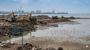 Uran wetlands destruction news | Flamingos in Uran Panje wetland | Migratory birds population decline Raigad | Environmental impact of JNPA and NMSEZ on wetlands