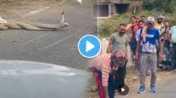 भर दिवसा रस्त्यात दोन सापांचं मिलन; पण लोकांनी मध्येच काय केलं पाहा, अंगावर काटा आणणारा VIDEO होतोय व्हायरल