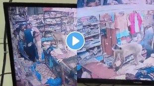Monkey menace in Khandbara Nandurbar | Navapur monkey attack CCTV video | Wild monkey entering cloth shop Maharashtra | Nandurbar Forest Department monkey rescue operation