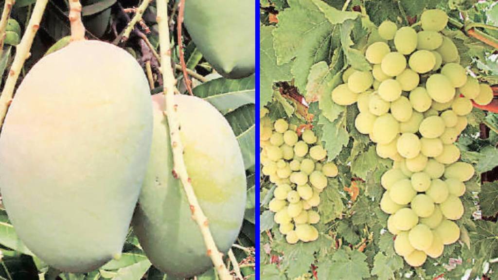 Indian horticulture sector growth 2030 | Farmers subsidy for fruit plantation Maharashtra | Modern farming technology India | FICCI horticulture summit report analysis Indian horticulture sector growth 2030 | Farmers subsidy for fruit plantation Maharashtra | Modern farming technology India | FICCI horticulture summit report analysis