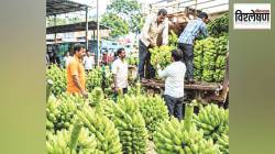विश्लेषण : जळगावातच आता केळी दराची निश्चिती… उत्पादक शेतकर्‍यांचे हित साधले जाईल?