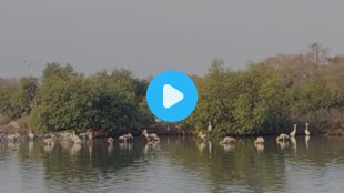 Migratory birds in Navi Mumbai wetlands | TS Chanakya Nerul bird watching | Flamingo City Navi Mumbai latest updates | Environmental biodiversity Maharashtra wetlands
