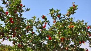 Pomegranate farming in Maharashtra | Pinhole borer management in Dalimb | Bacterial blight control tips | Maharashtra Pomegranate Growers Association advice