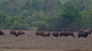 Indian Gaur accident Amboli highway Sindhudurg | Wildlife water crisis Maharashtra summer | Sawantwadi forest department artificial water holes | Bison death hit and run Amboli ghat