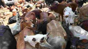 Parbhani Selu Police cattle rescue operation | Illegal cattle transportation Maharashtra Crime | Selu Police station action Parbhani | Bovine smuggling case Jalna accused arrested