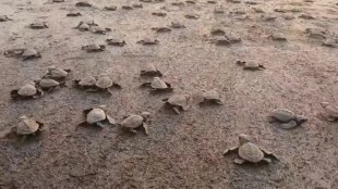 Olive Ridley turtle conservation Dapoli beach | Ratnagiri administration beach restrictions | Sea turtle nesting Konkan coast | Dapoli tourism environment guidelines