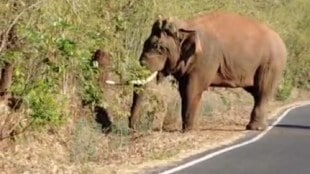 Wild elephant Bahubali on Dodamarg road | Human-elephant conflict in Konkan Maharashtra | Sindhudurg elephant news updates | Injured siblings in elephant encounter Savantvadi