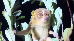 Slender Loris spotted in Sindhudurg | Rare wildlife in Tilari Valley Konkan | Vanmanav Slender Loris Maharashtra | Wildlife Conservation Sindhudurg Maharashtra