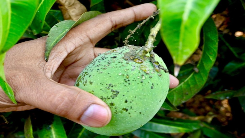Konkan Alphonso mango heat damage | Sindhudurg crop insurance issues | Faulty weather stations Maharashtra | Ratnagiri Sindhudurg mango farmers protest Konkan Alphonso mango heat damage | Sindhudurg crop insurance issues | Faulty weather stations Maharashtra | Ratnagiri Sindhudurg mango farmers protest