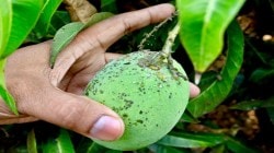 ​अतिउष्णतेमुळे आंबा फळांवर चटके; सदोष तापमान यंत्रांमुळे शेतकरी विम्यापासून वंचित…