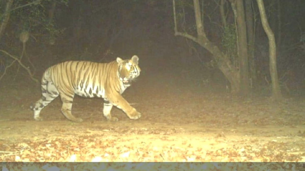 Pakistan Ramesh Ranoji Sahyadri Tiger Reserve: New Tiger Ranoji Identified | सह्याद्री व्याघ्र ...