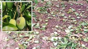 Unseasonal rain damage in Ratnagiri Konkan | Rajapur mango cashew crop loss | Maharashtra farmers monsoon damage | Konkan agriculture news today