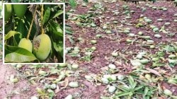 अवकाळीचा कोकणाला तडाखा; राजापूर तालुका सर्वाधिक बाधित…