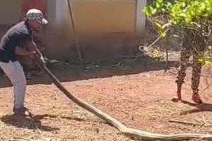 King Cobra found in Sawantwadi | Rare King Cobra rescue in Dodamarg | Sahyadri biodiversity Konkan wildlife | King Cobra spotted in Sarmale rubber plantation