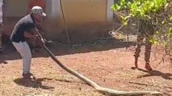 ​सावंतवाडी अन् दोडामार्ग तालुक्यात ‘किंग कोब्रा’चे दर्शन; निसर्गप्रेमींमध्ये उत्साहाचे वातावरण