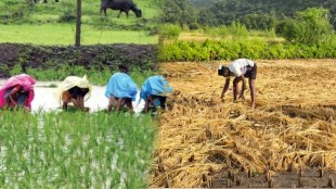 Raigad paddy procurement drop 2026 | Farmers deprived of MSP in Maharashtra | Alibaug rice farming loss | Monsoon impact on paddy crop Raigad