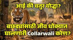 Tigress Wildlife Video: आई म्हणून तिने जे केलं ते थक्क करणारं होतं; Collarwali च्या कर्तृत्त्वाने संशोधकही का भारावले?