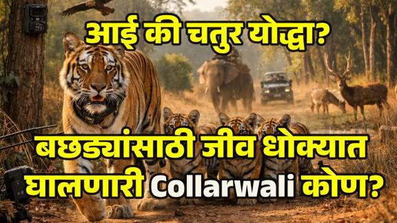 Tigress Wildlife Video