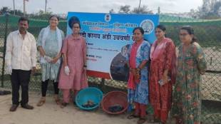 Olive Ridley turtle hatchlings released at Achra beach Malvan | Konkan turtle conservation project Maharashtra | Malvan Pirawadi Golden Beach sea turtles | Maharashtra Forest Department turtle nesting site