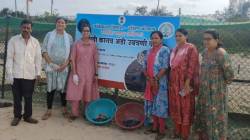 मालवण ​आचरा समुद्रकिनारी १०४ कासवांच्या पिलांचा जन्म; कासवमित्रांच्या पुढाकाराने झेपावली अथांग समुद्राकडे