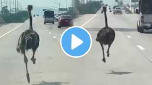 Ostrich running speed video viral