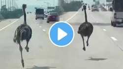 शहामृगानं केला रस्ता ब्लॉक; अचानक रस्त्याच्या मधोमध लागला पळू अन्…; VIDEO पाहून लोक चकित